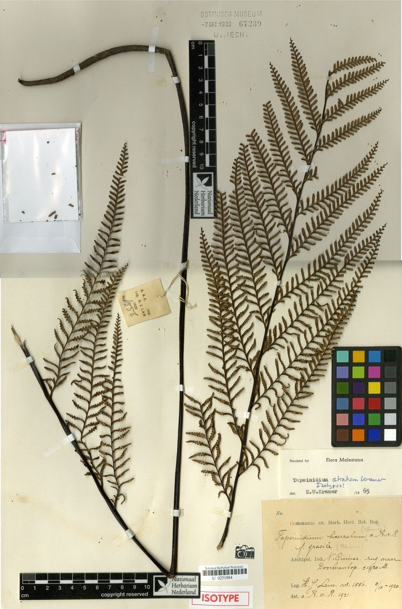 Tapeinidium atratum photo 2