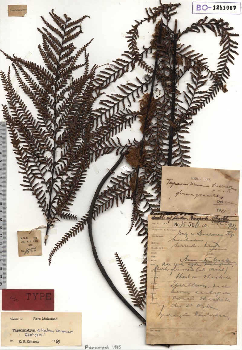 Tapeinidium atratum photo 3
