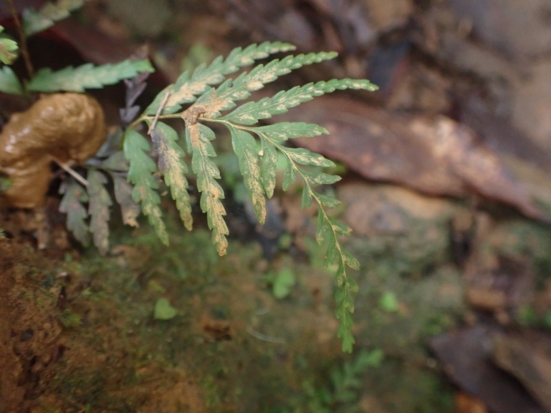 Tapeinidium biserratum