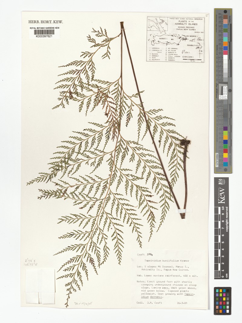 Tapeinidium buniifolium photo 2
