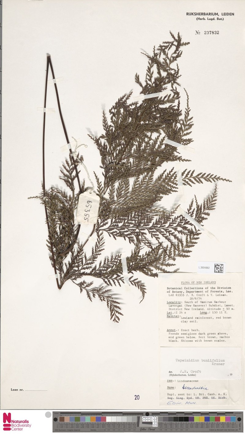 Tapeinidium buniifolium photo 3