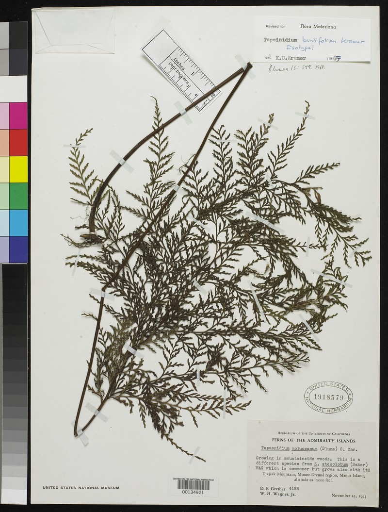 Tapeinidium buniifolium