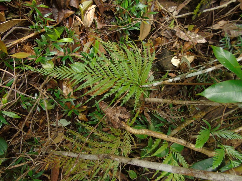 Tapeinidium calomelanos