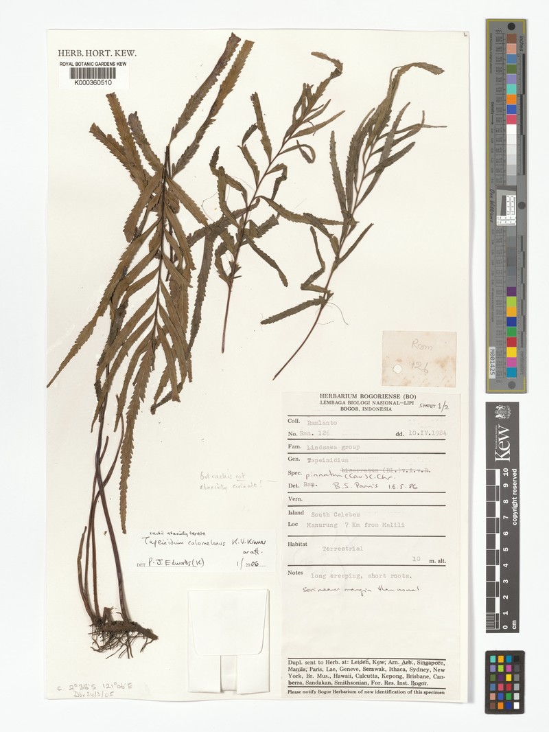 Tapeinidium calomelanos photo 3