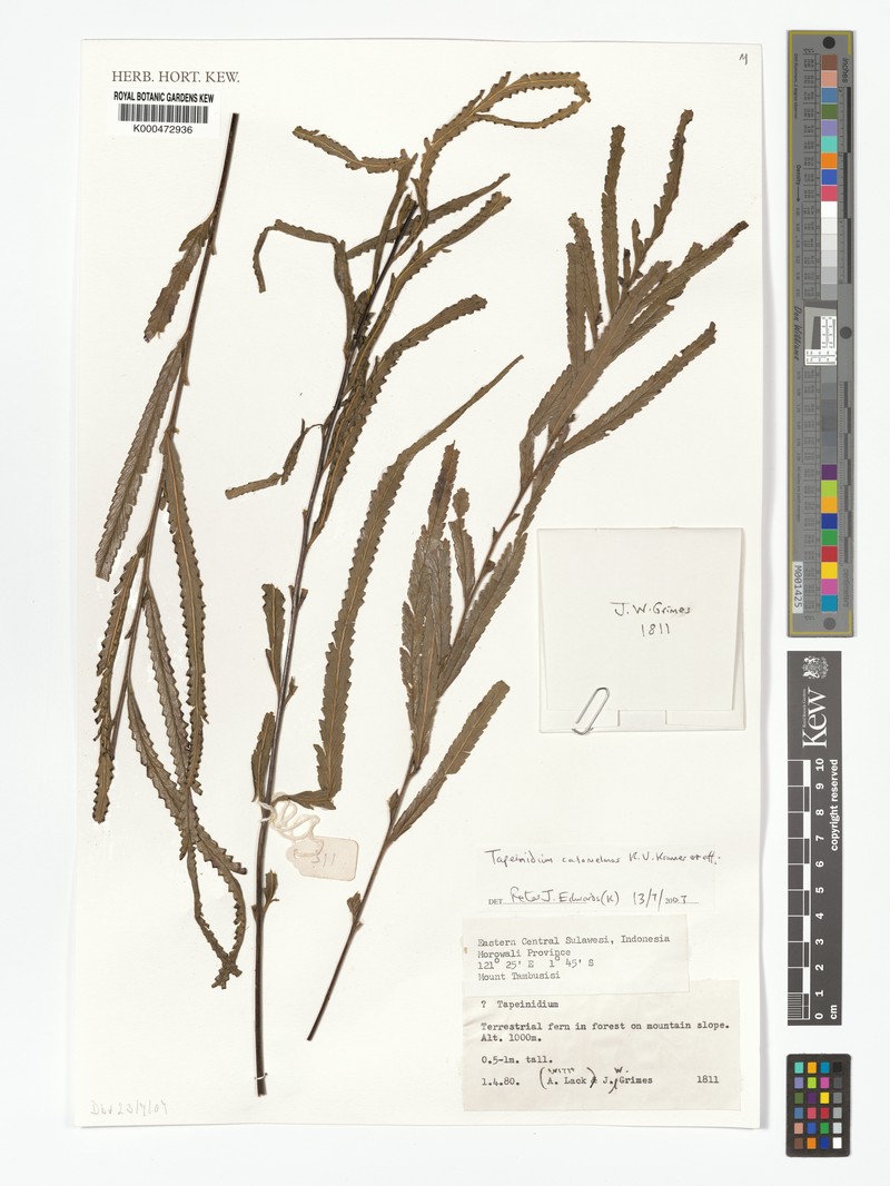 Tapeinidium calomelanos photo 5