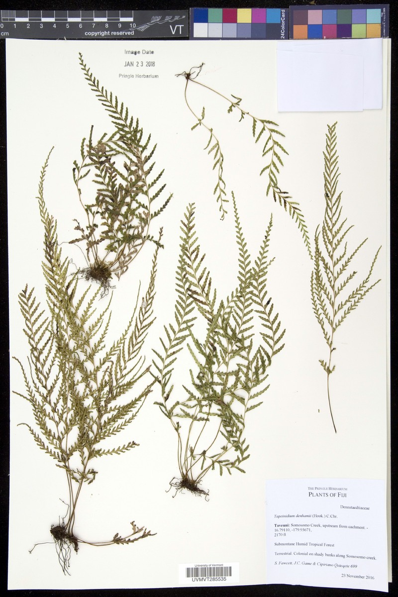 Tapeinidium denhamii photo 2