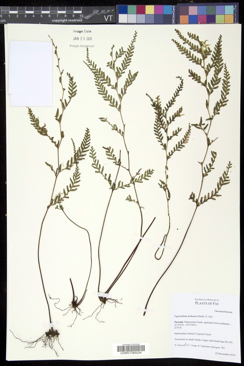Tapeinidium denhamii photo 3