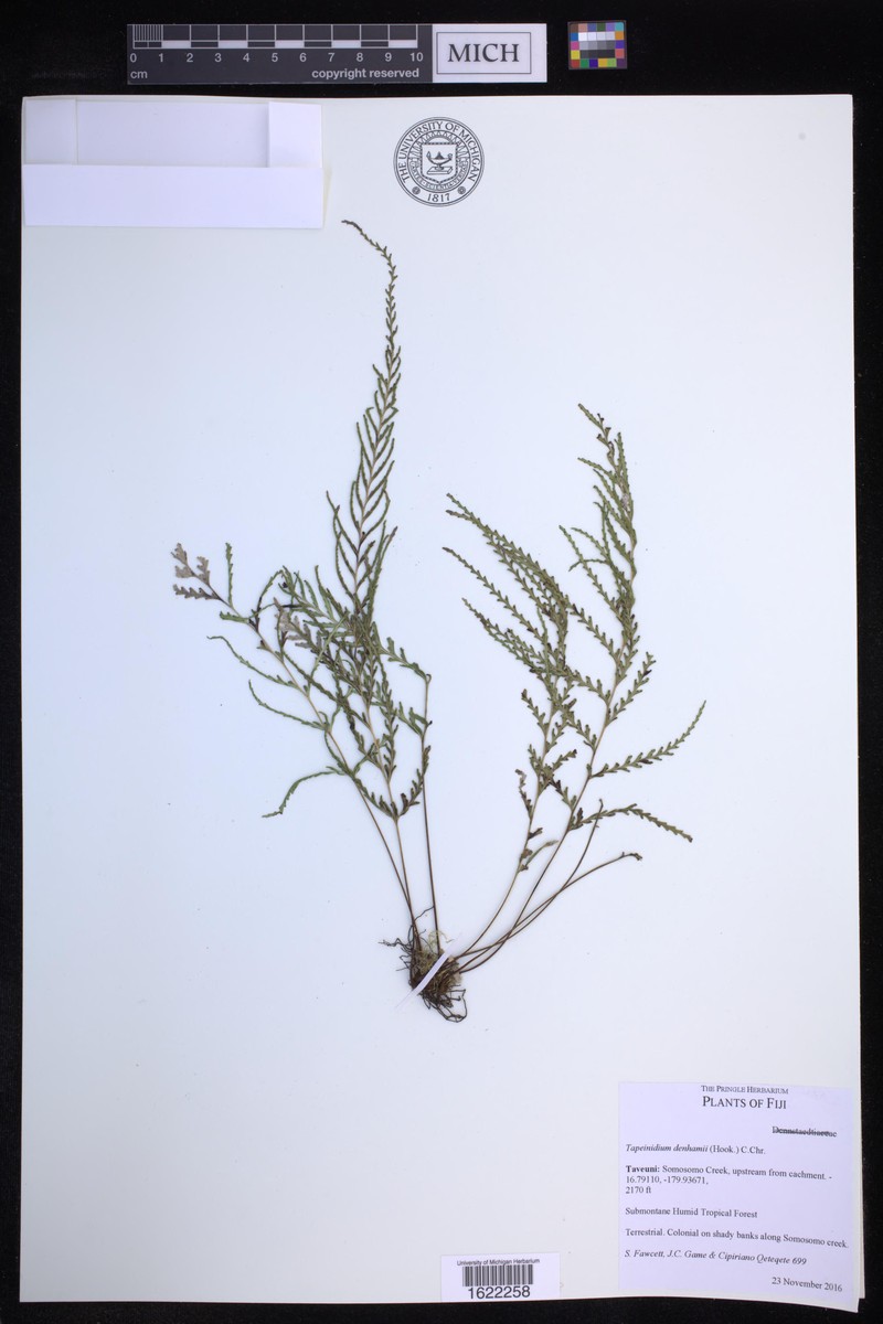 Tapeinidium denhamii photo 4