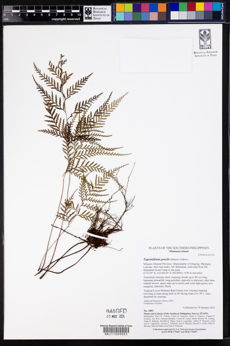Tapeinidium gracile photo 3