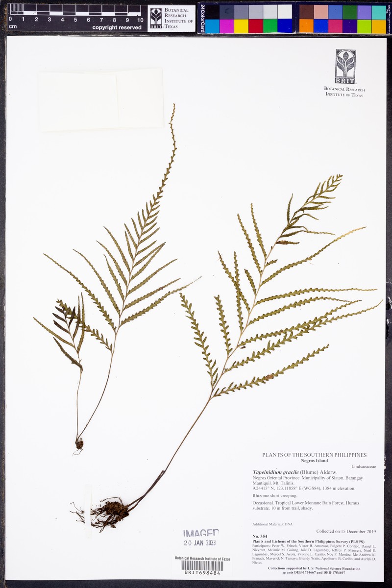 Tapeinidium gracile photo 5