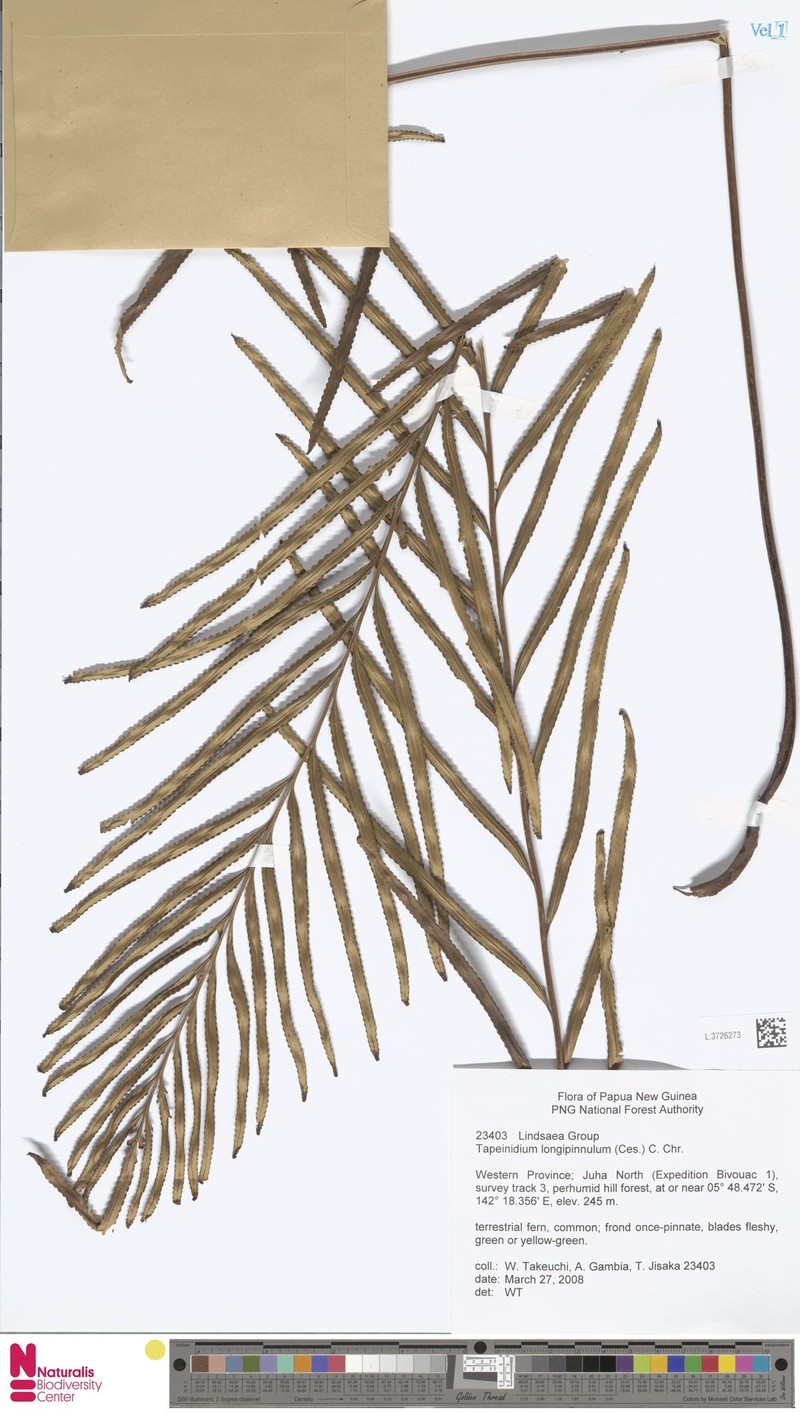 Tapeinidium longipinnulum
