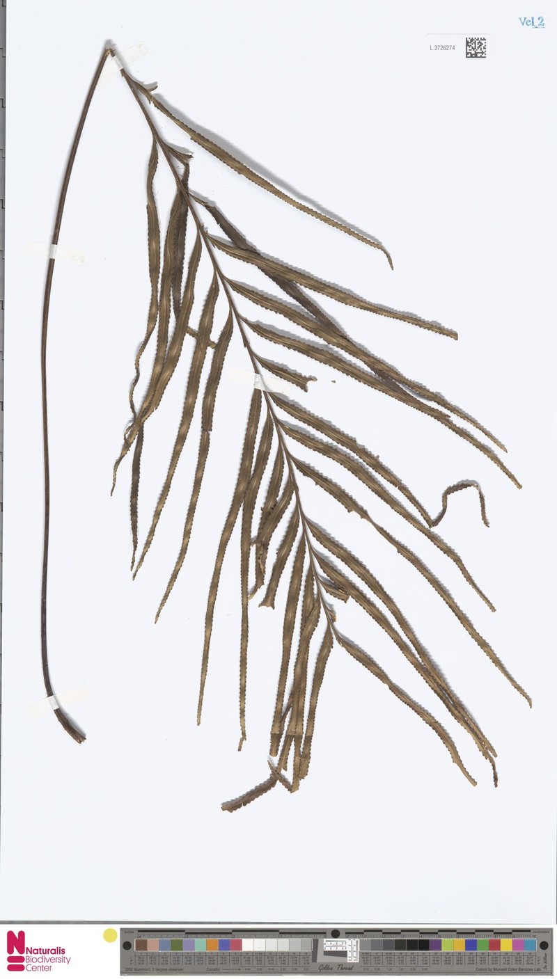 Tapeinidium longipinnulum photo 2