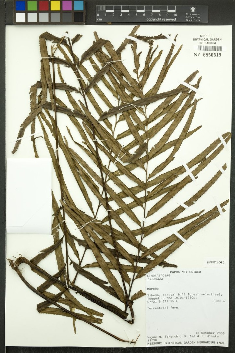 Tapeinidium longipinnulum photo 4