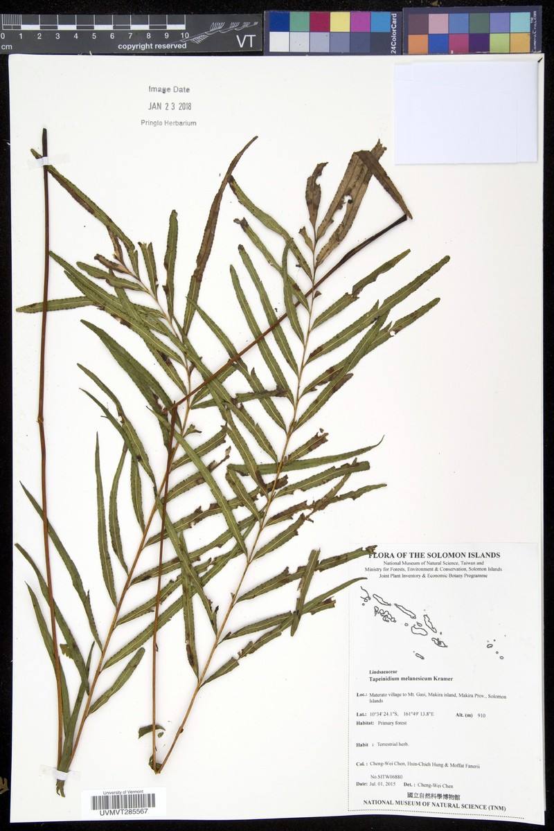 Tapeinidium melanesicum photo 3
