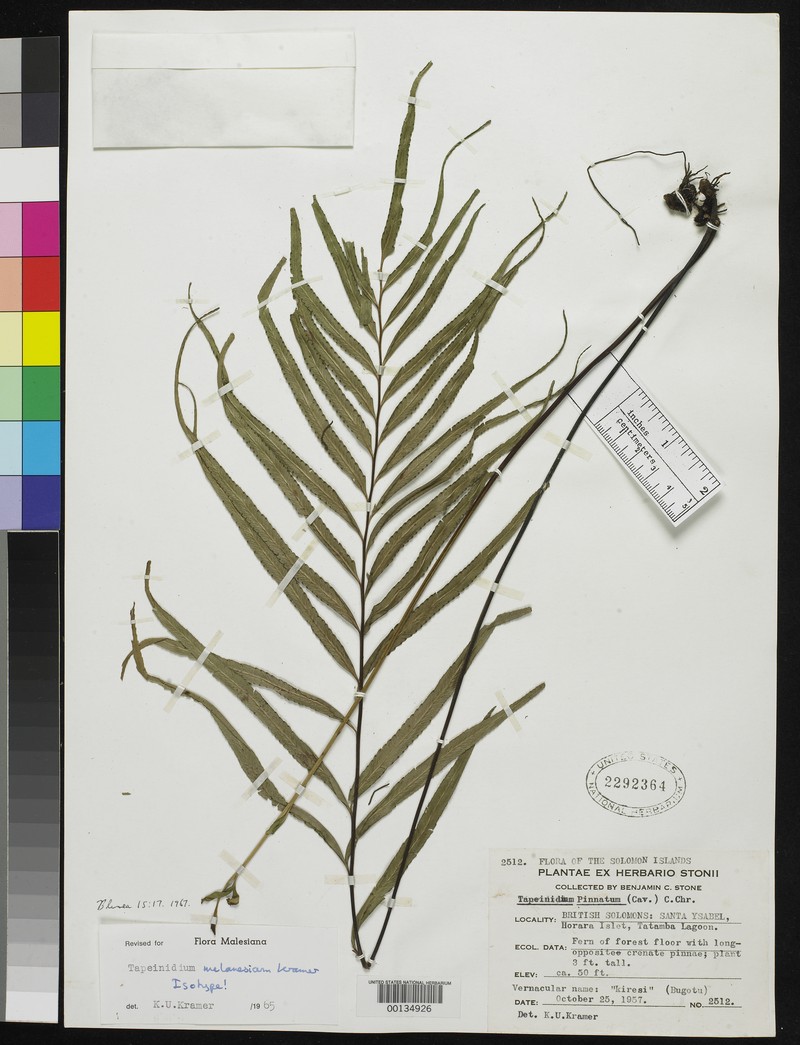 Tapeinidium melanesicum