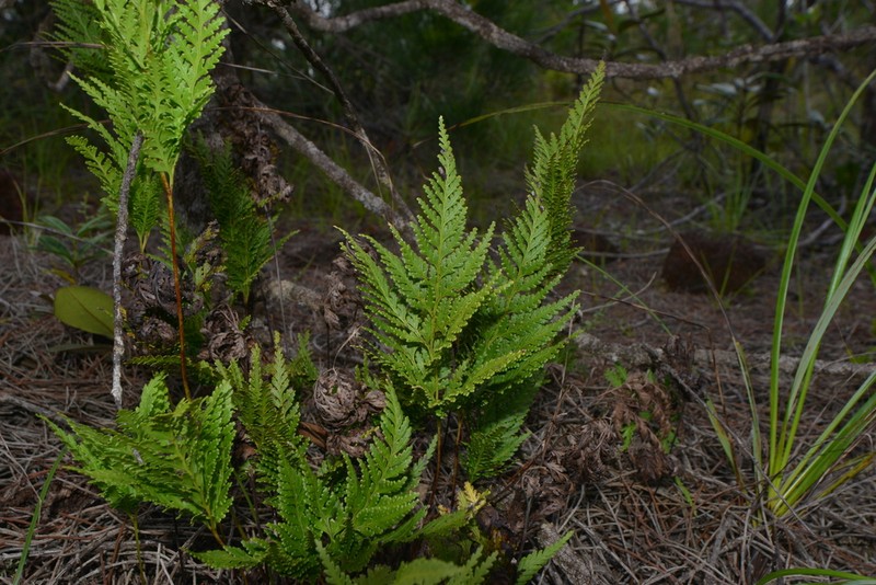 Tapeinidium moorei photo 4