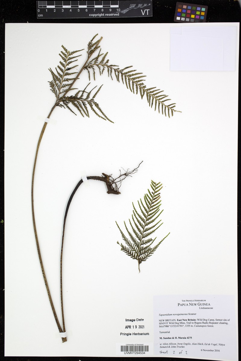 Tapeinidium novoguineense photo 3