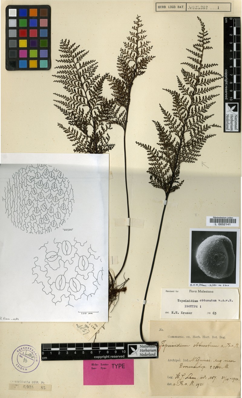 Tapeinidium obtusatum