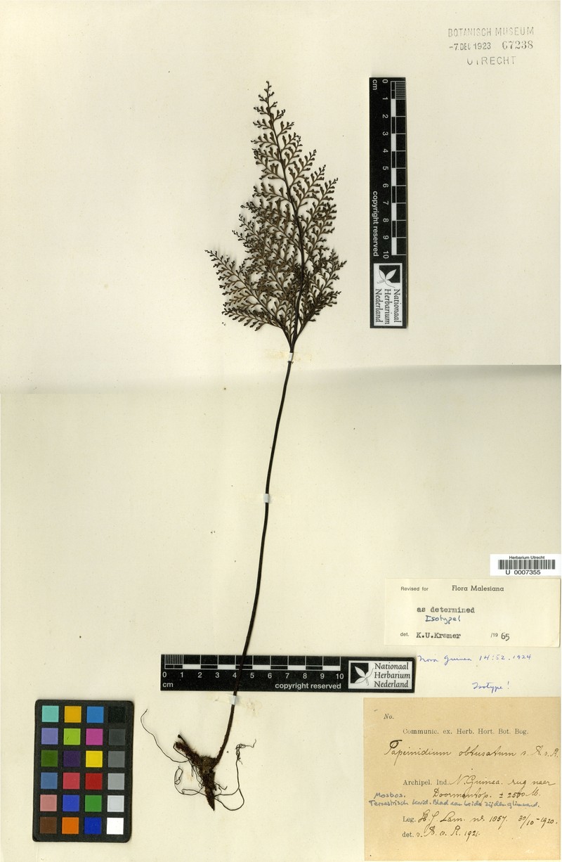 Tapeinidium obtusatum photo 2