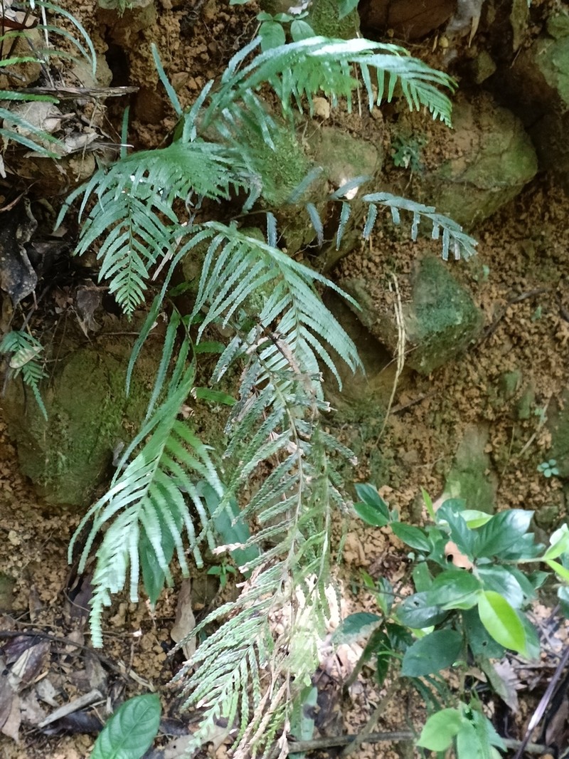 Tapeinidium pinnatum photo 2