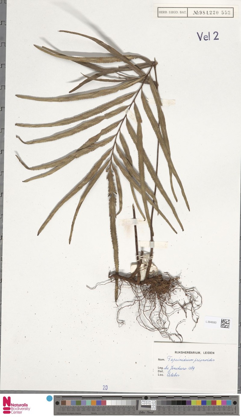 Tapeinidium prionoides photo 2