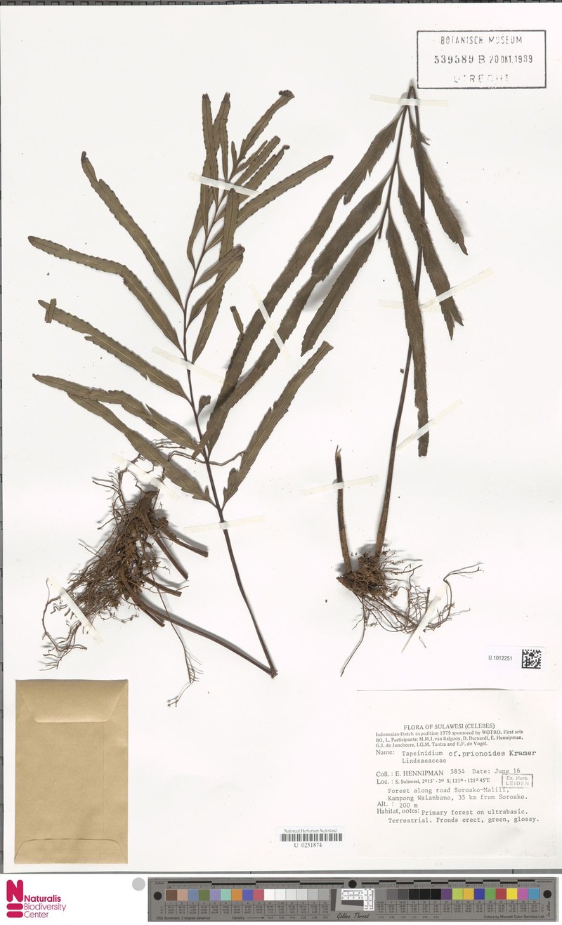 Tapeinidium prionoides photo 4