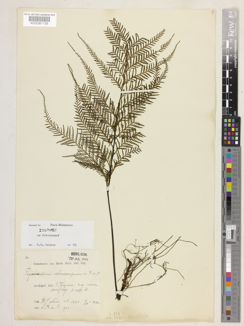 Tapeinidium stenocarpum photo 2