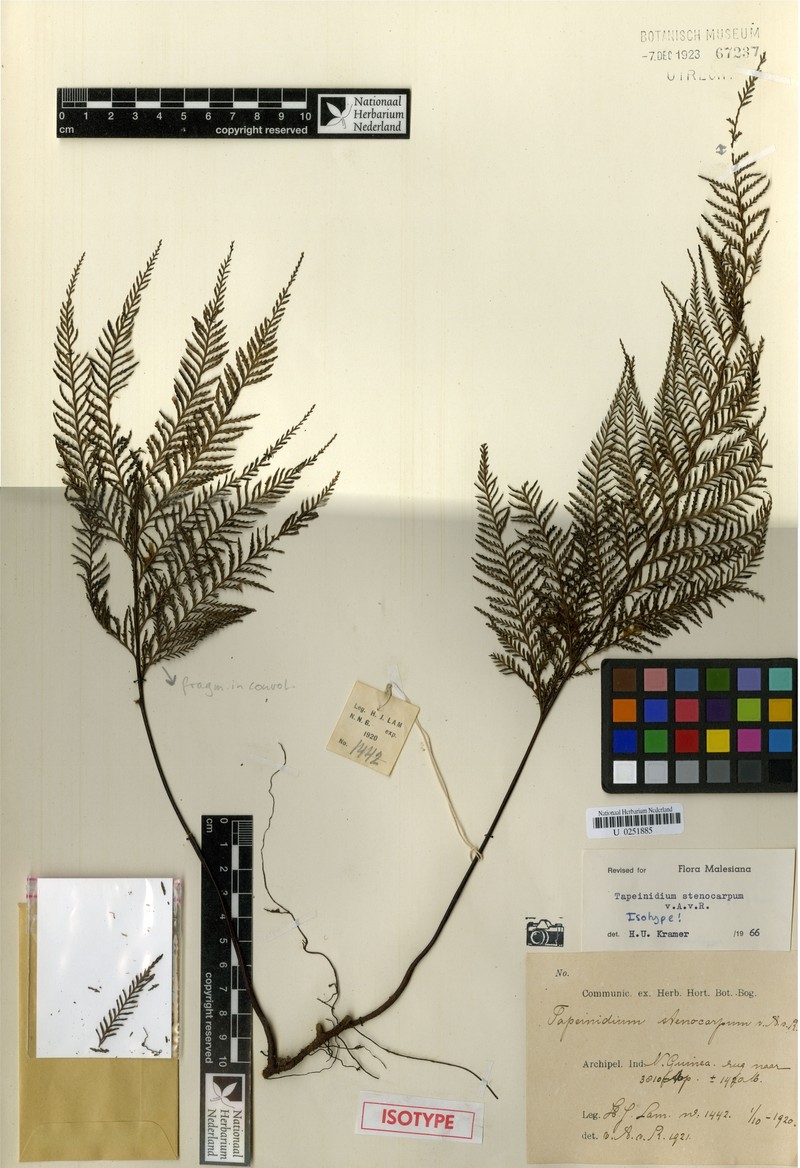 Tapeinidium stenocarpum photo 4