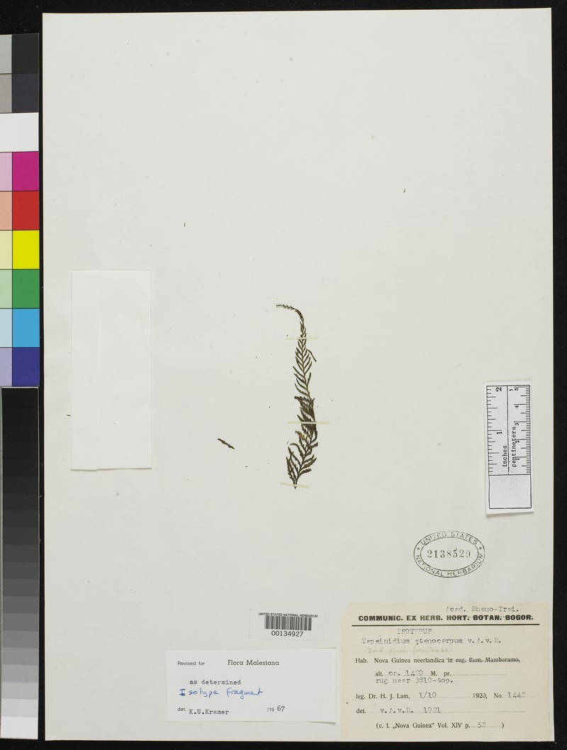 Tapeinidium stenocarpum