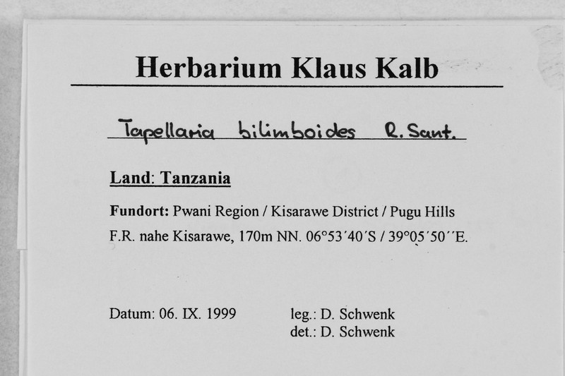 Tapellaria Lichen