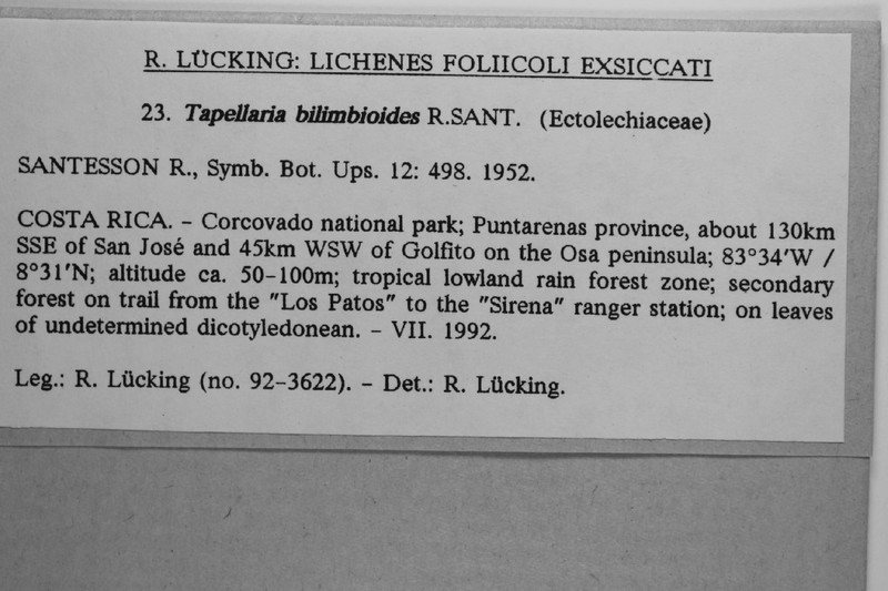 Tapellaria Lichen photo 3