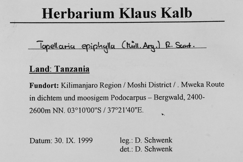 Tapellaria Lichen