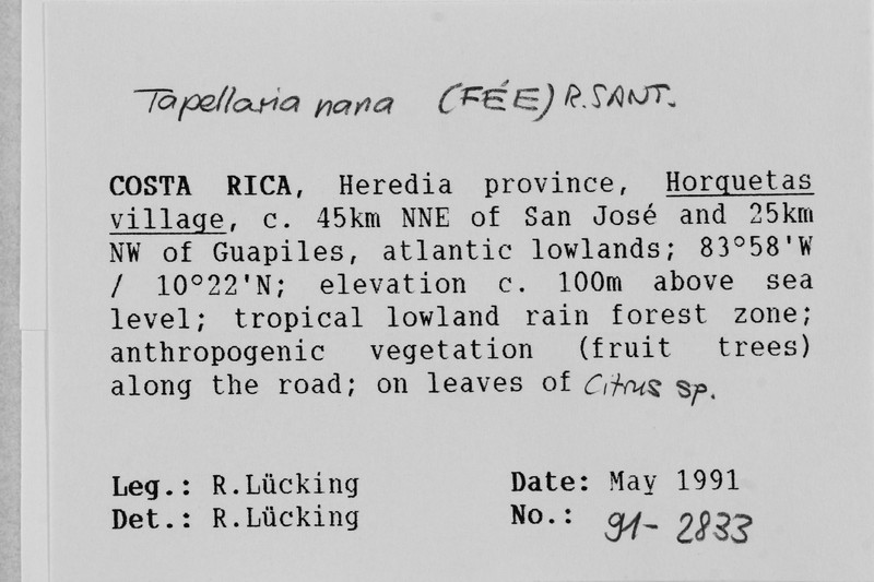 Tapellaria Lichen photo 4