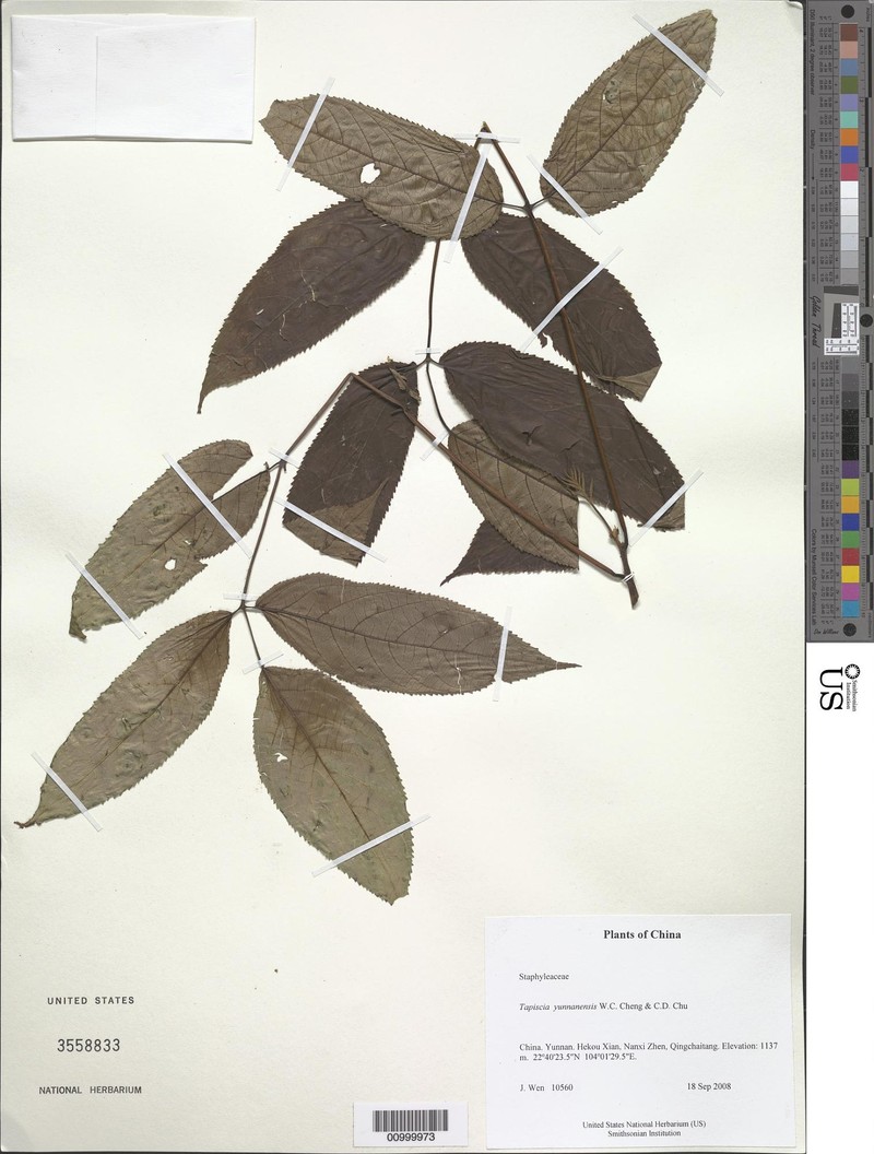 Tapiscia yunnanensis