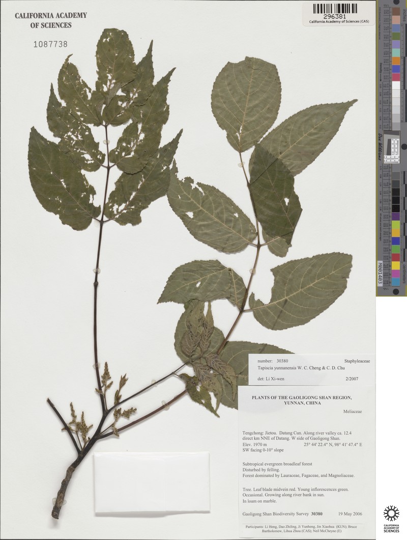 Tapiscia yunnanensis photo 2