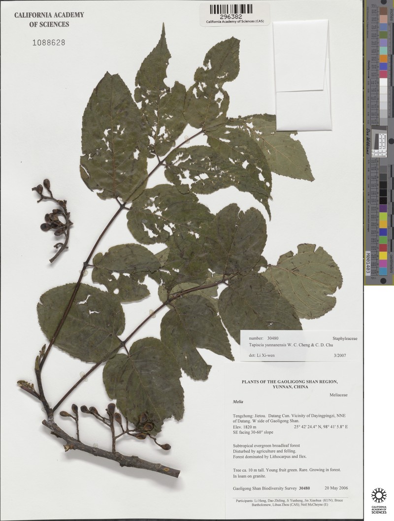 Tapiscia yunnanensis photo 3