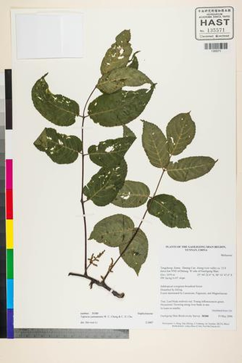 Tapiscia yunnanensis photo 4