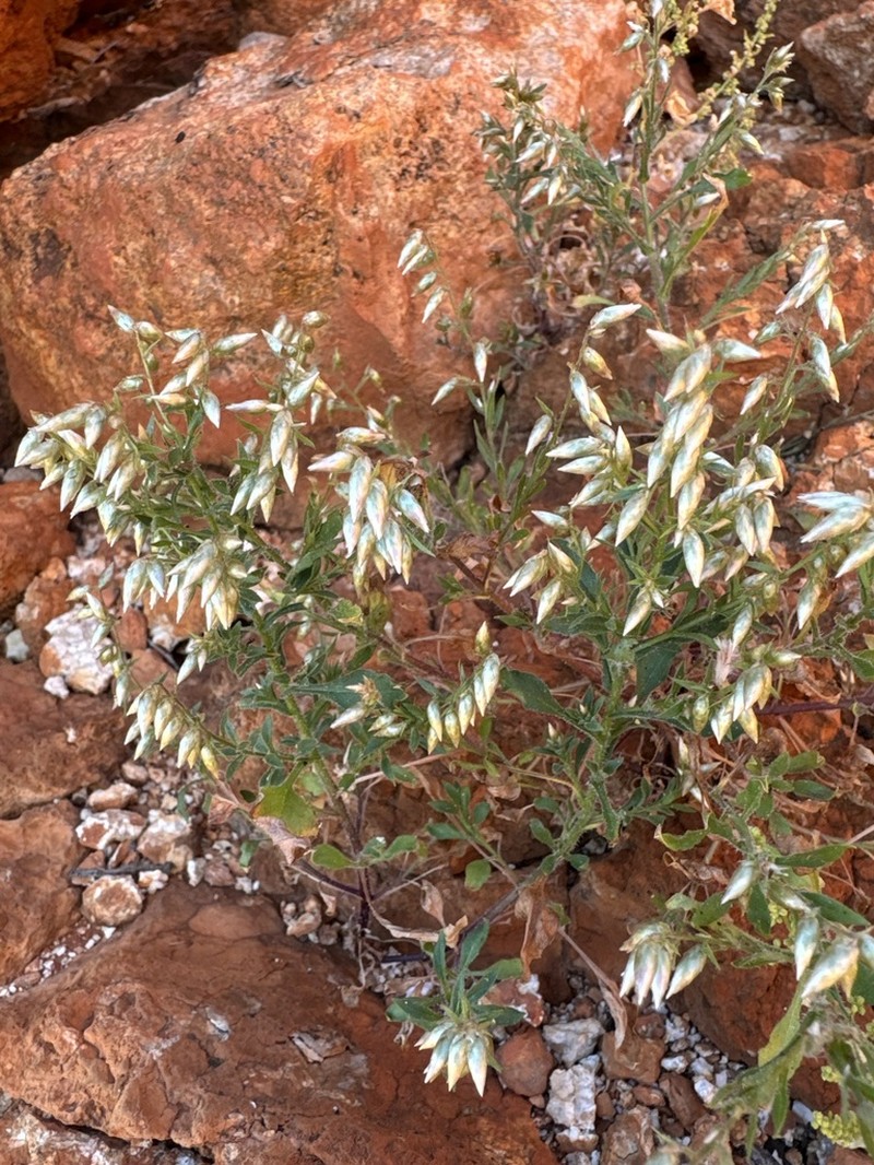 Taplinia saxatilis