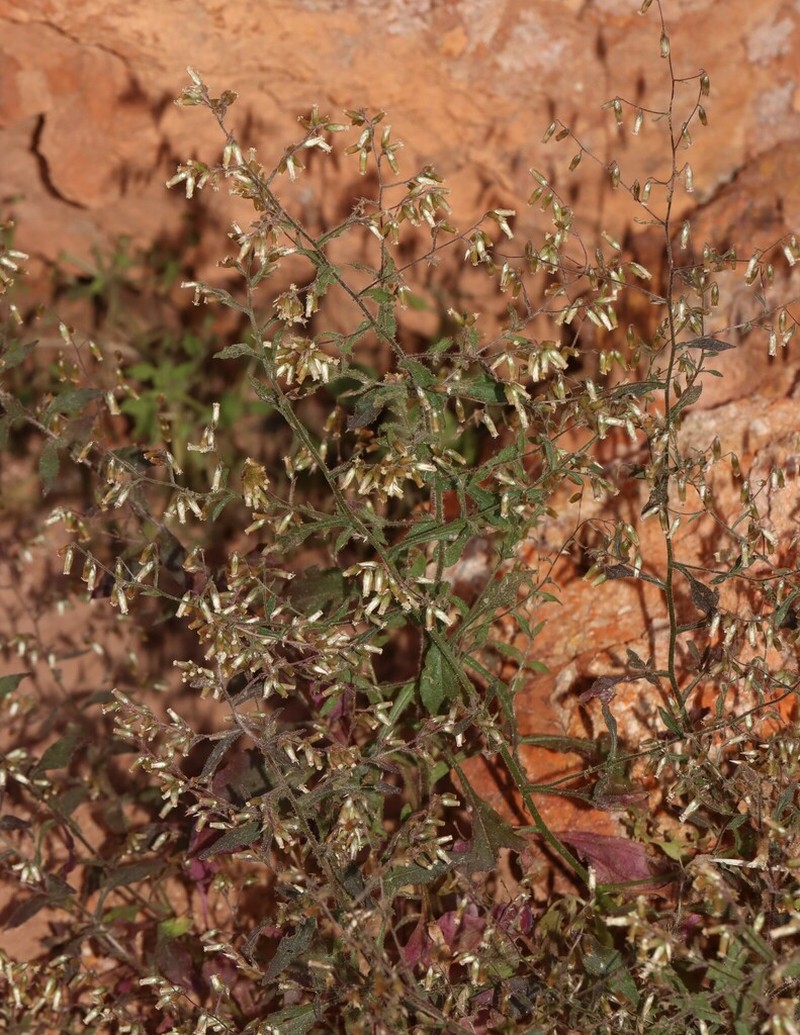Taplinia saxatilis photo 2
