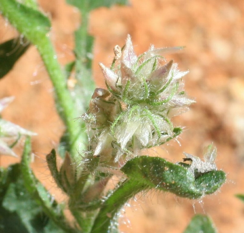 Taplinia saxatilis photo 3