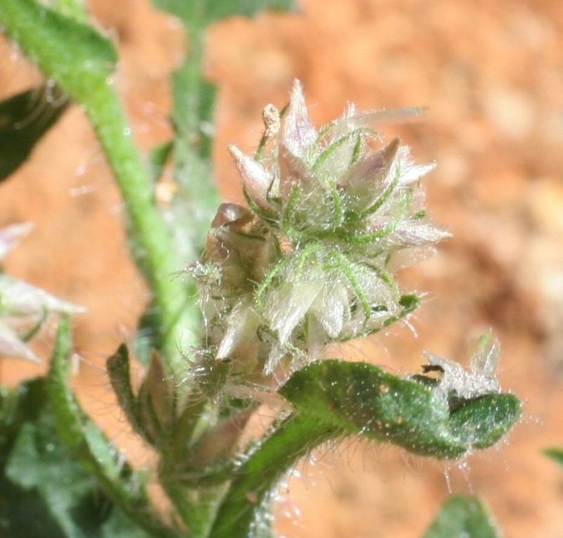 Taplinia saxatilis photo 5