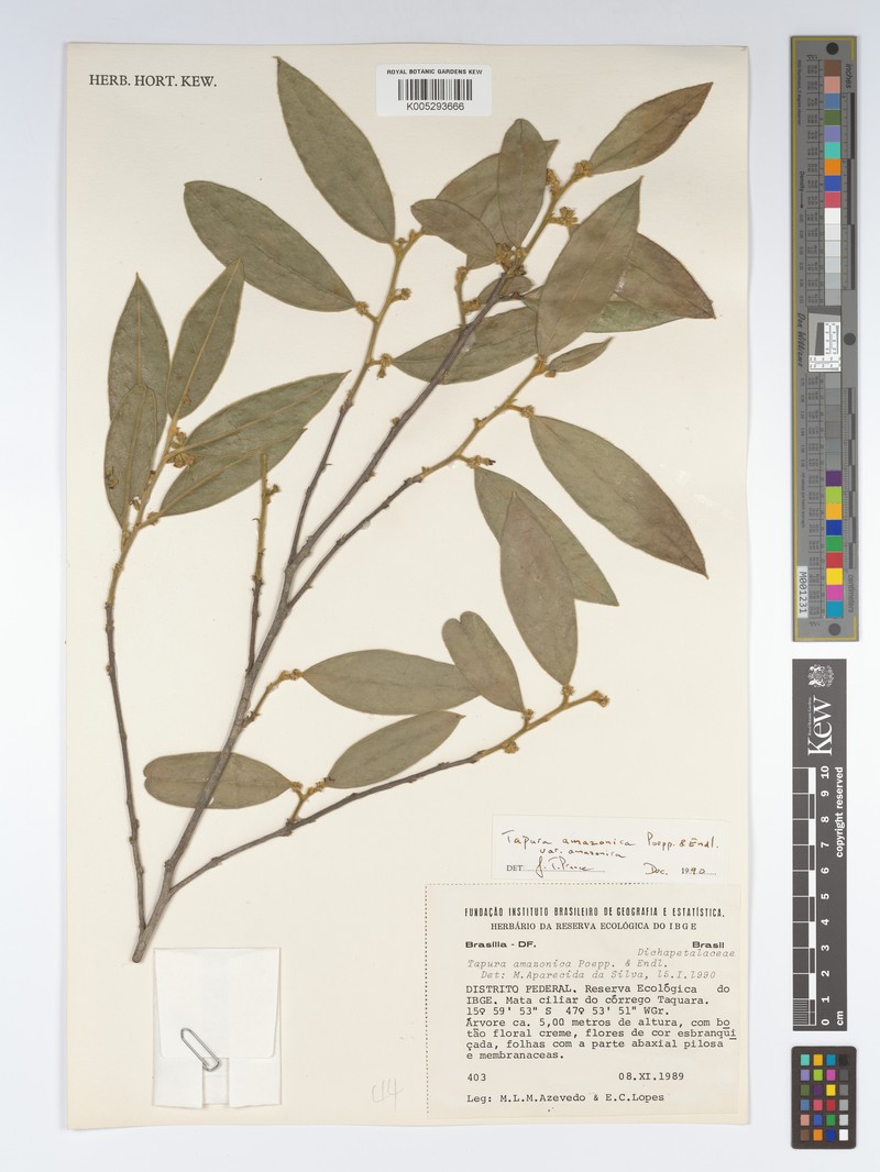Tapura amazonica var. amazonica