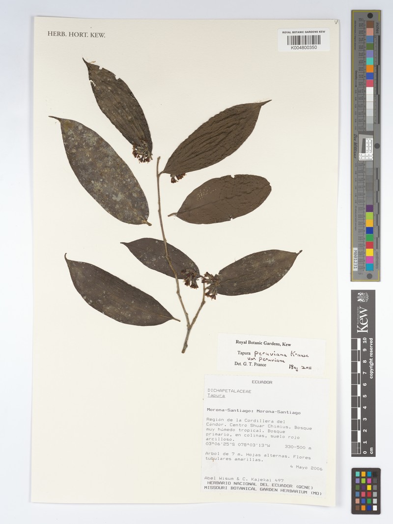 Tapura peruviana var. peruviana
