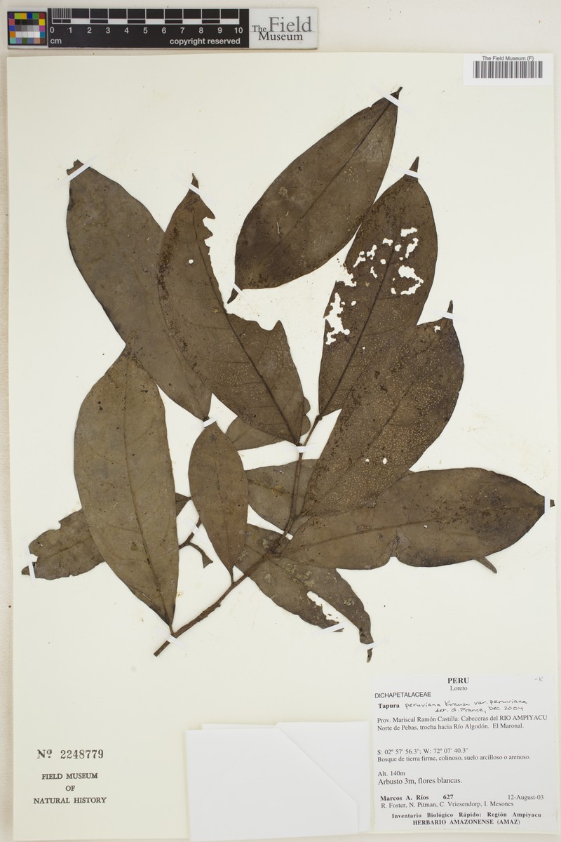 Tapura peruviana var. peruviana photo 2