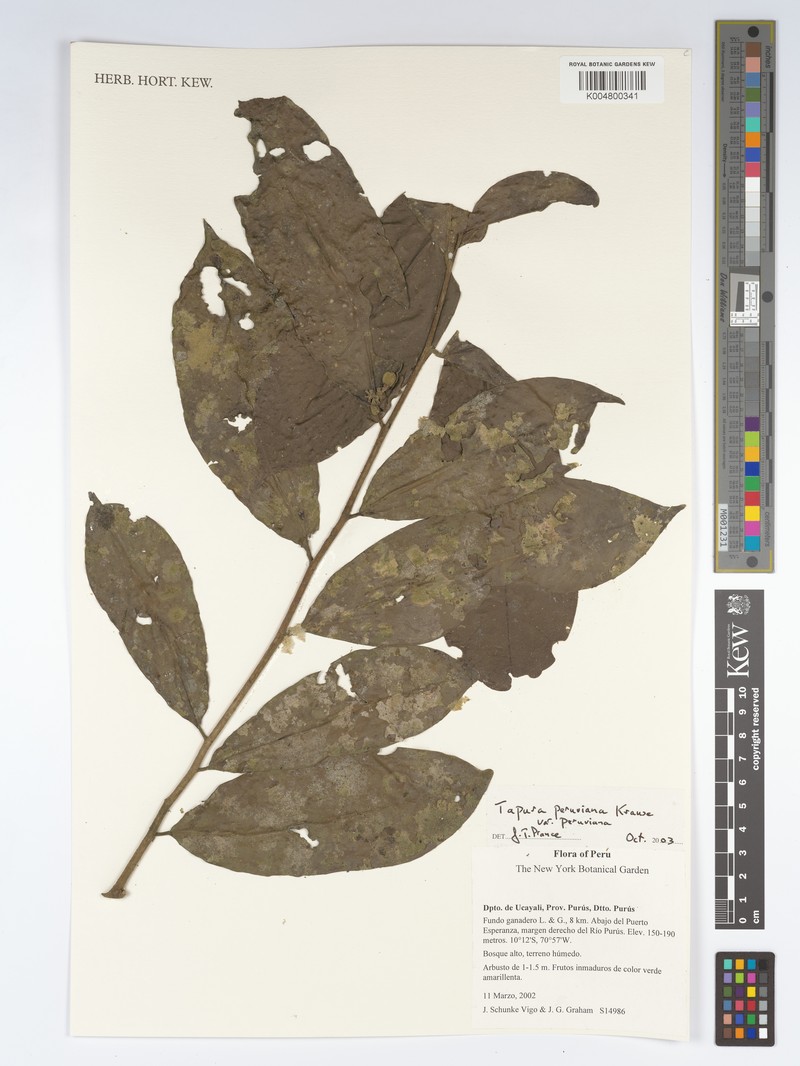 Tapura peruviana var. peruviana photo 3