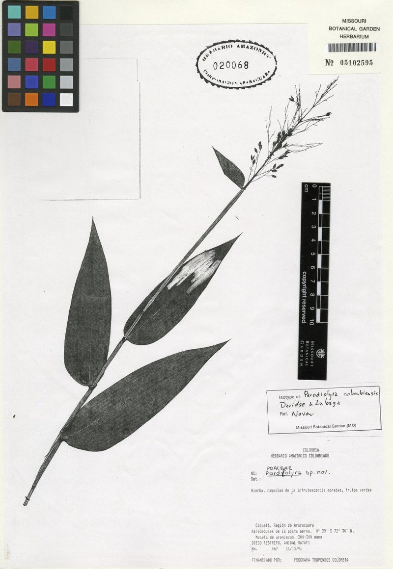 Taquara colombiensis