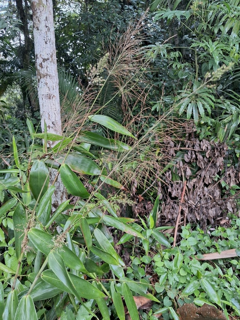 Taquara micrantha