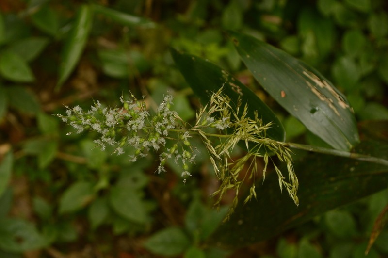 Taquara micrantha photo 5
