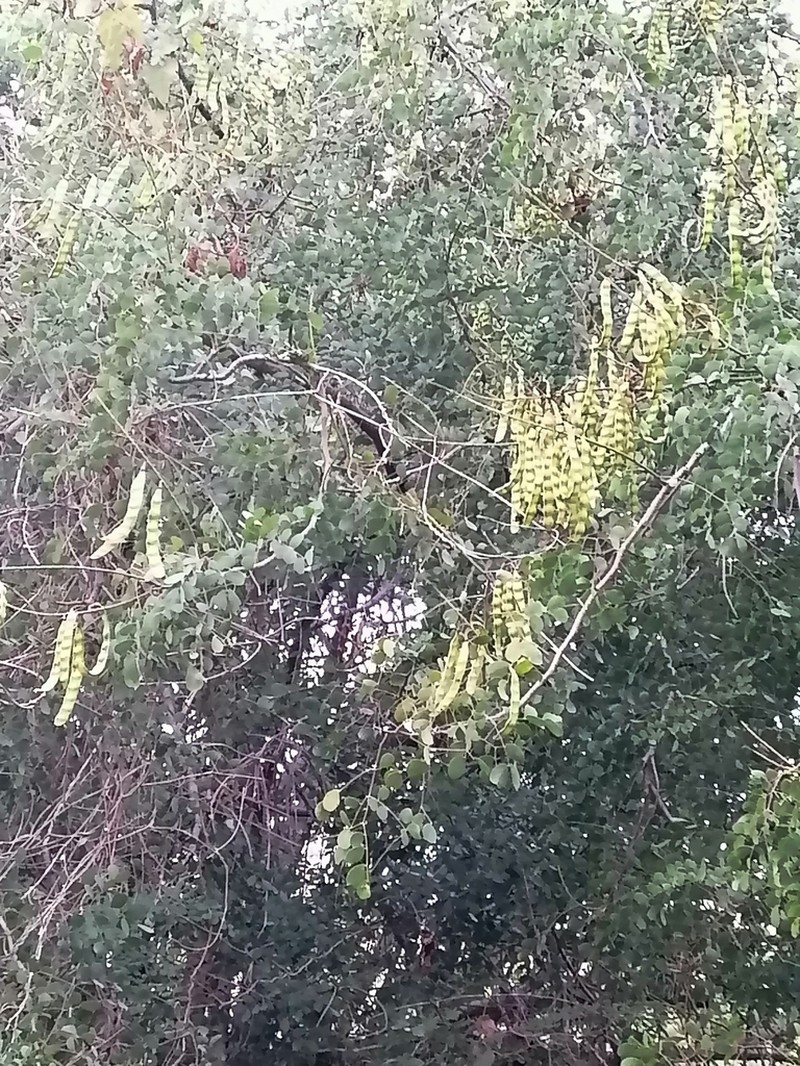 Tara cacalaco photo 2