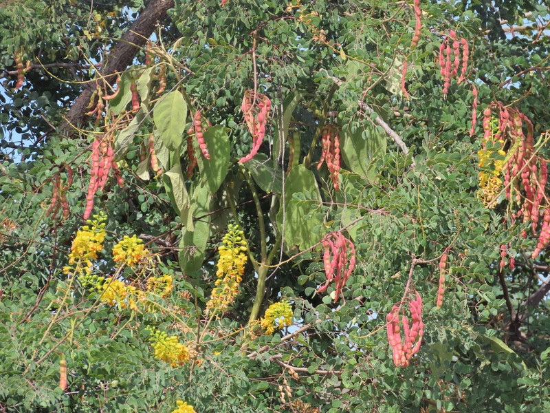 Tara cacalaco photo 7